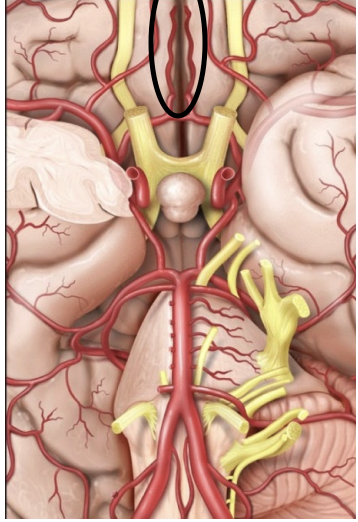 <p>A branch of the internal carotid artery that supplies the medial frontal lobes of the brain.</p>