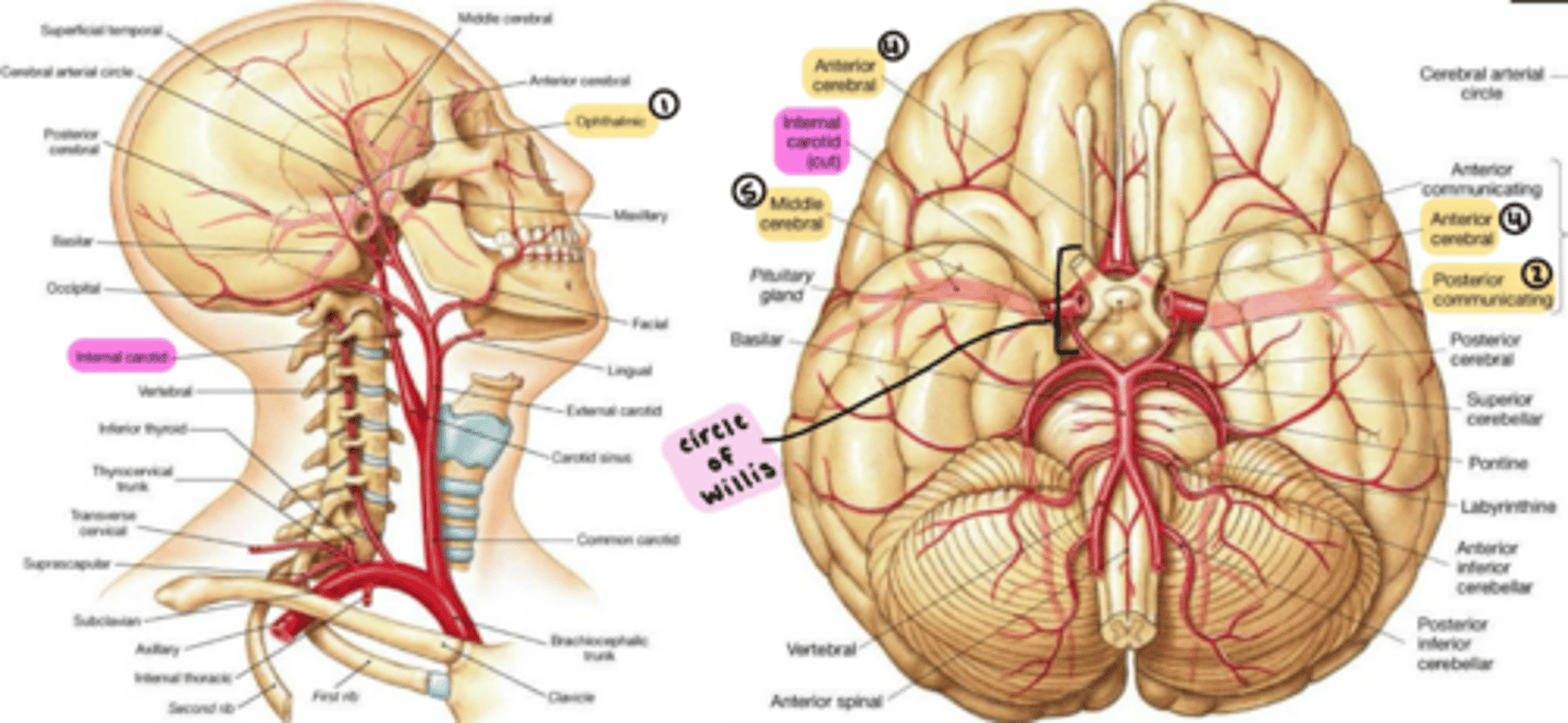 <p>supplies the <strong><span class="bgP">anterior brain.</span></strong></p><p></p><p>branches from the Common carotid artery.</p><p></p><p>enters the cranium through the <strong>Carotid canal</strong>, passes through the <strong>Cavernous sinus</strong>, and divides into the:</p><p></p><p>1. <strong><span style="text-decoration:underline">O</span></strong>phthalmic artery</p><p>2. <strong><span style="text-decoration:underline">P</span></strong>osterior communicating artery</p><p>3. <strong><span style="text-decoration:underline">A</span></strong>nterior choroidal artery</p><p>4. <strong><span style="text-decoration:underline">A</span></strong>nterior cerebral artery</p><p>5. <strong><span style="text-decoration:underline">M</span></strong>iddle cerebral artery</p><p></p><p><strong>OPAAM</strong></p>