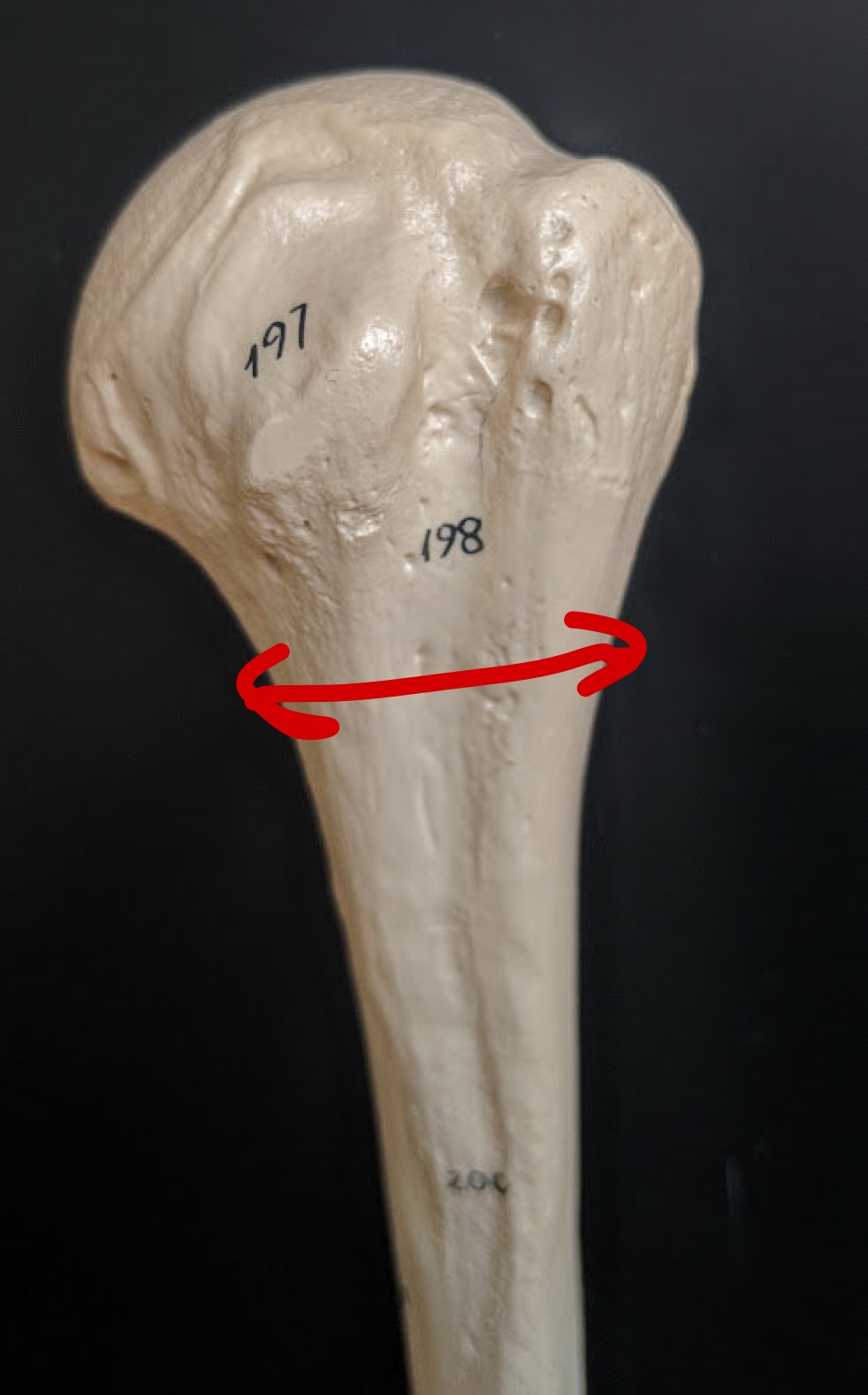 <p>Name this structure</p>