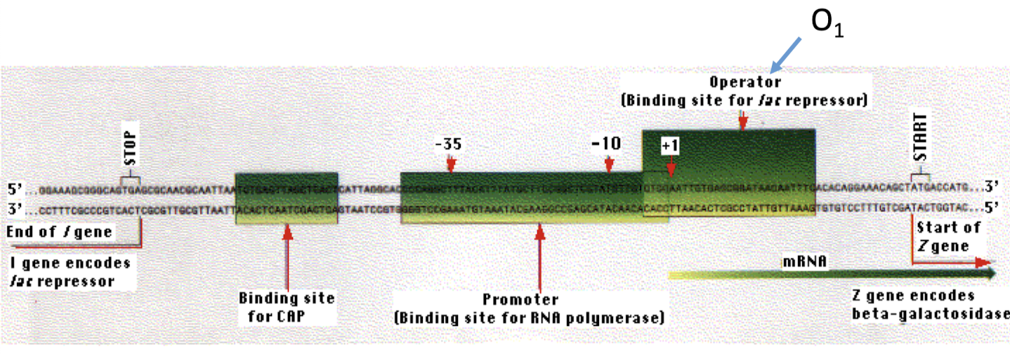 <p>So it can help recruit RNAP. Lac repressor binding to the O<sub>1</sub> operator blocks the +1 site and prevents RNAP from initiating transcription.</p>