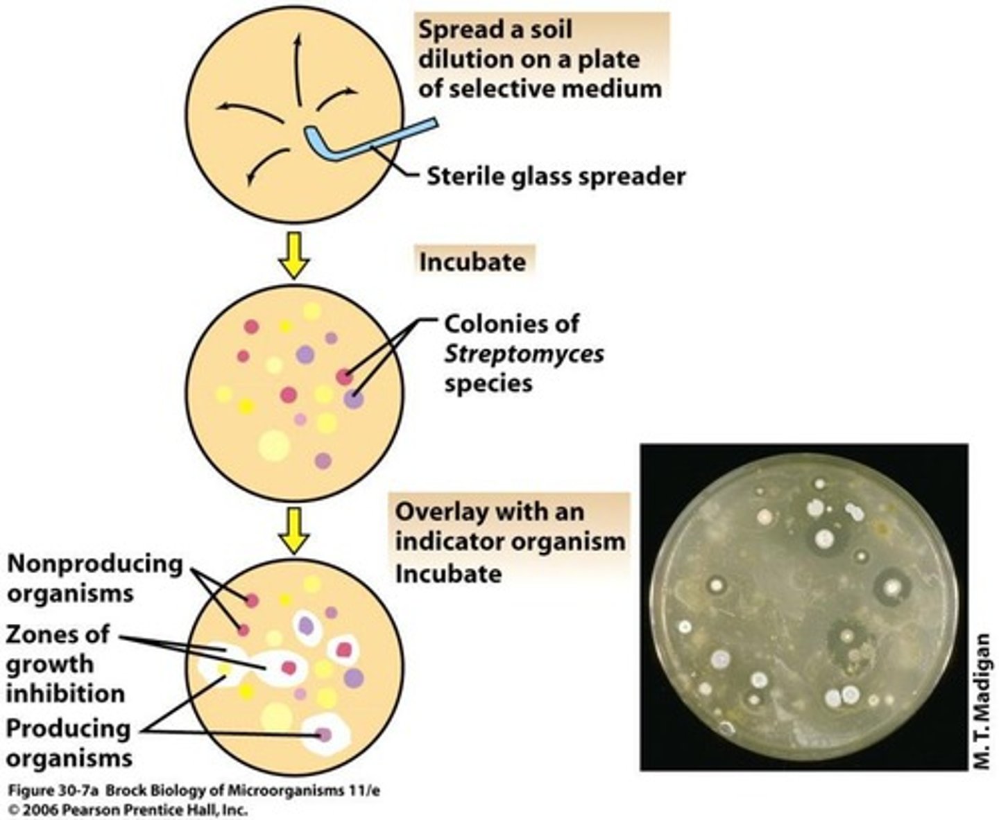 <p>New class of antibiotic discovered from soil.</p>