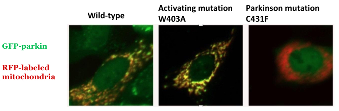 <p>Mutation of chain residue that anchors REP: Trp403 into Ala/W403A = accelerated recruitment </p>
