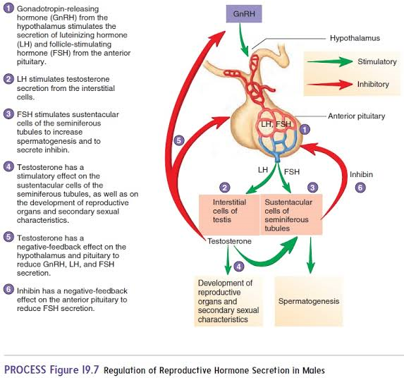 <p>Hormone from the anterior pituitary that stimulates interstitial cells to produce testosterone.</p>