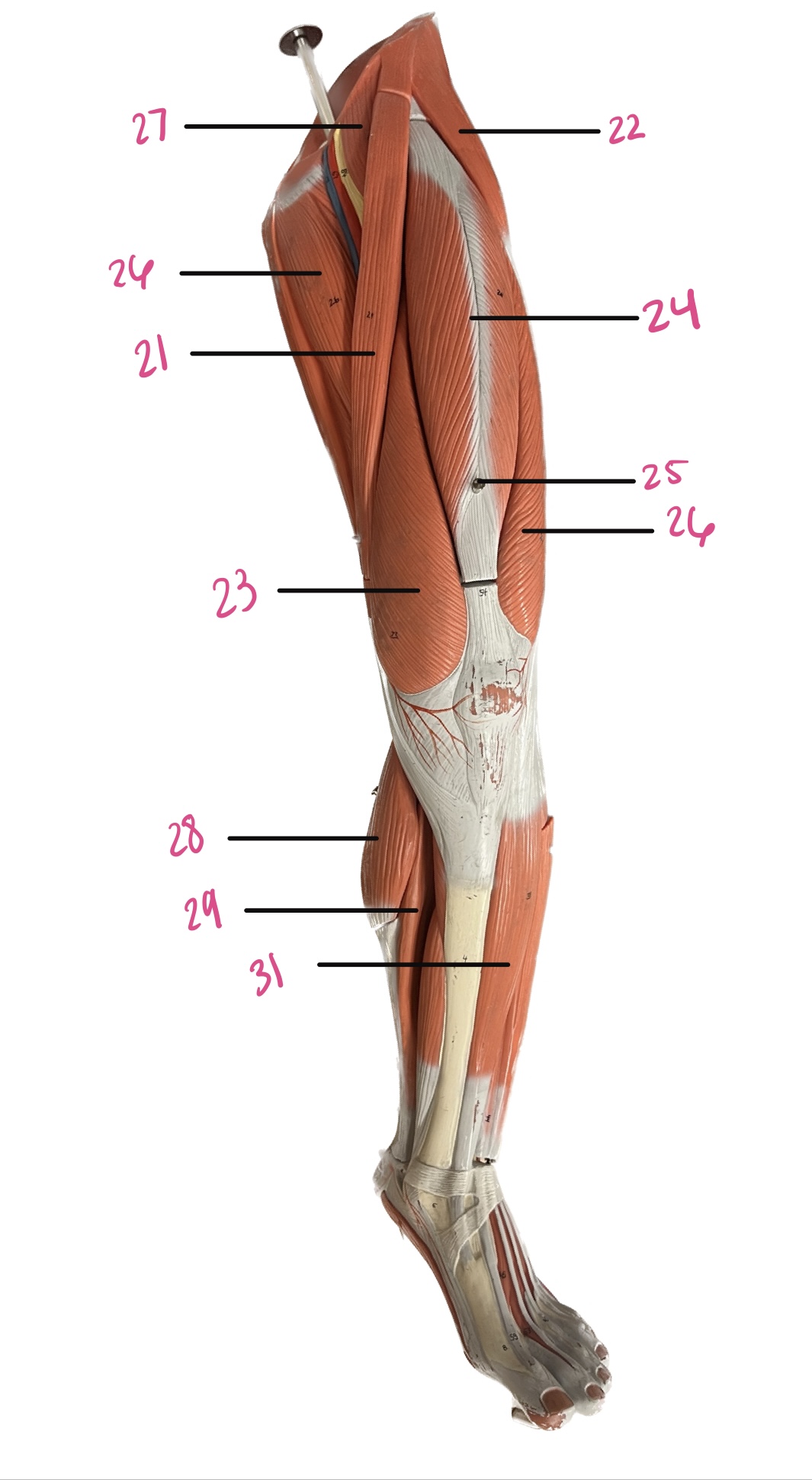 <p>21</p>