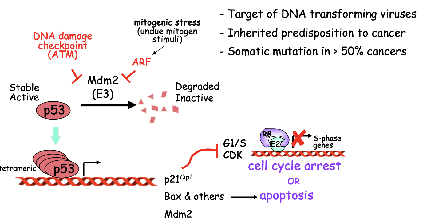<ol><li><p>DNA damage of mitogenic stress</p></li><li><p>Causes inhibition of E3 ubiquitin ligase Mdm2</p></li><li><p>Triggers accumulation of p53 <strong>and</strong> transcriptional activation</p></li><li><p>Induction of p14<sup>ARF</sup> by excess/out-of context mitogen signals</p><ul><li><p>due to oncogenic activation</p></li></ul></li><li><p>This impedes inappropriate proliferation</p><ul><li><p>promotes cell death </p><ul><li><p><em>unless p53 has been inactivated by mutation (in oncogenesis)</em></p></li></ul></li></ul></li></ol><p>OVERALL: prevents cell cycle progression upon DNA damage</p>