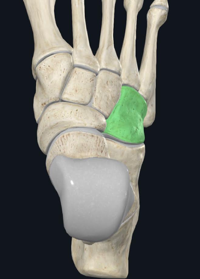 <ol><li><p>Hueso ubicado entre el calcáneo, el cuarto y el quinto metatarsiano, y el navicular y cuneiforme lateral</p></li><li><p>Presenta seis caras: superior o dorsal, inferior o plantar, posterior, anterior, medial y lateral</p></li></ol>