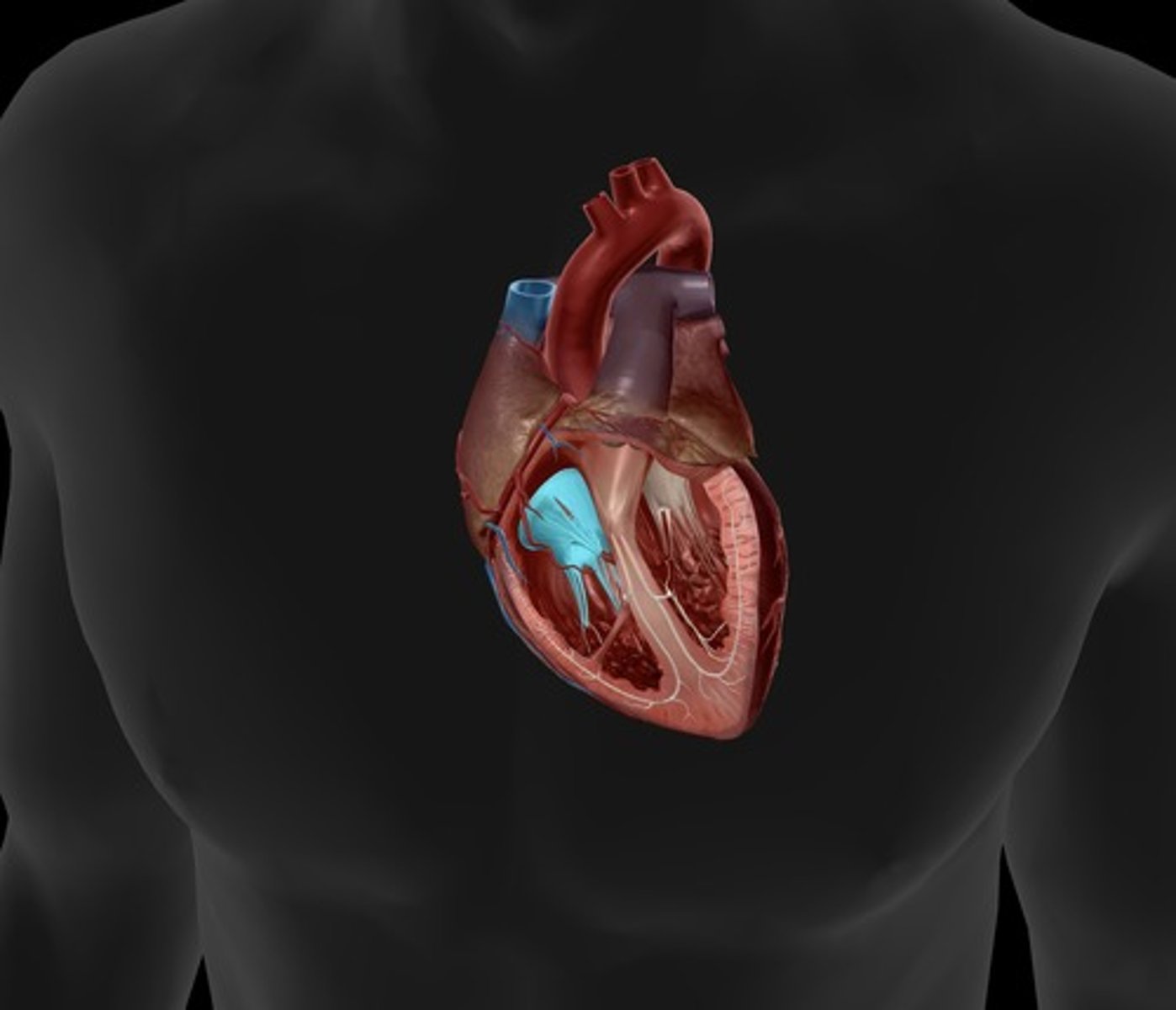 <p>valve between the right atrium and the right ventricle</p>