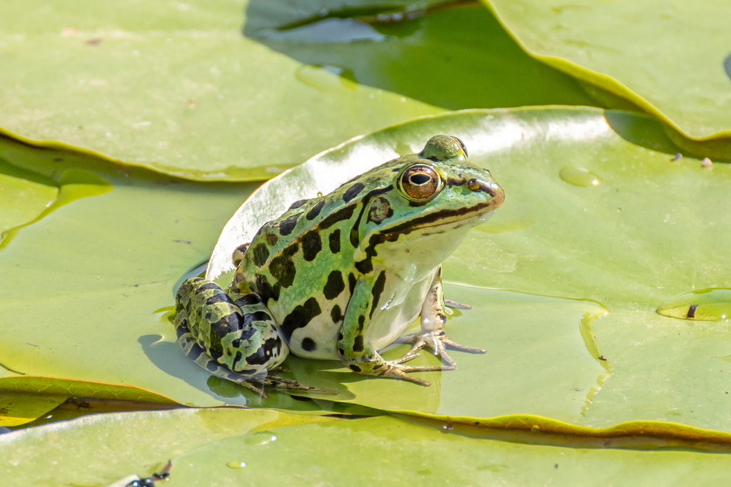 <p>Żaba z grupy zielonych</p>