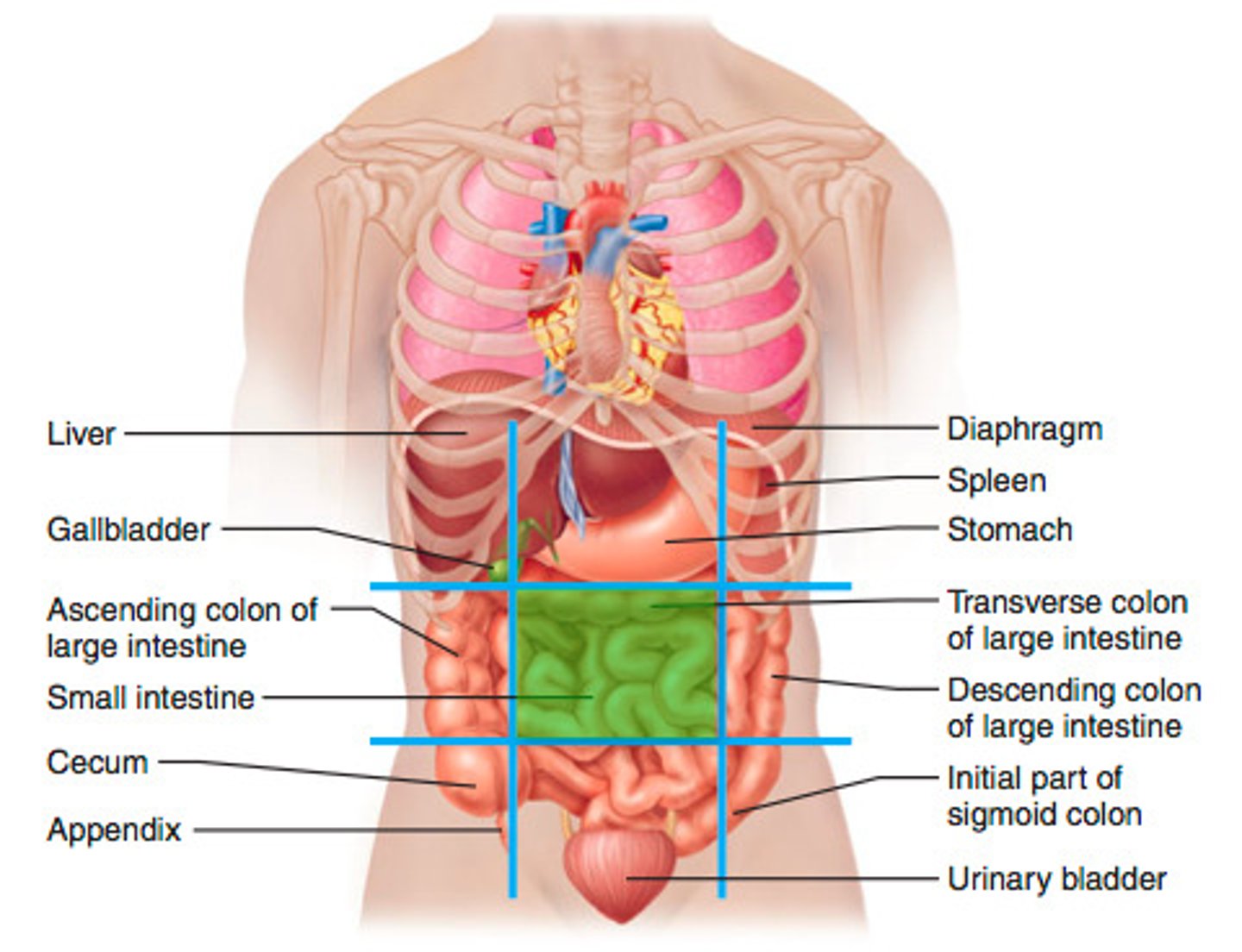 <p>small intestine, transverse colon of large intestine</p>