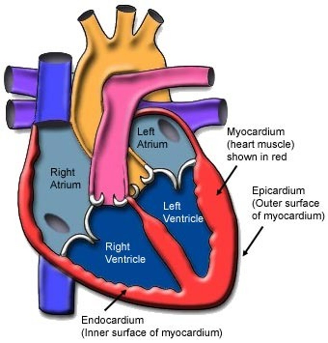 <p>the epicardium (external layer), the myocardium (middle layer) and the endocardium (inner layer).</p>