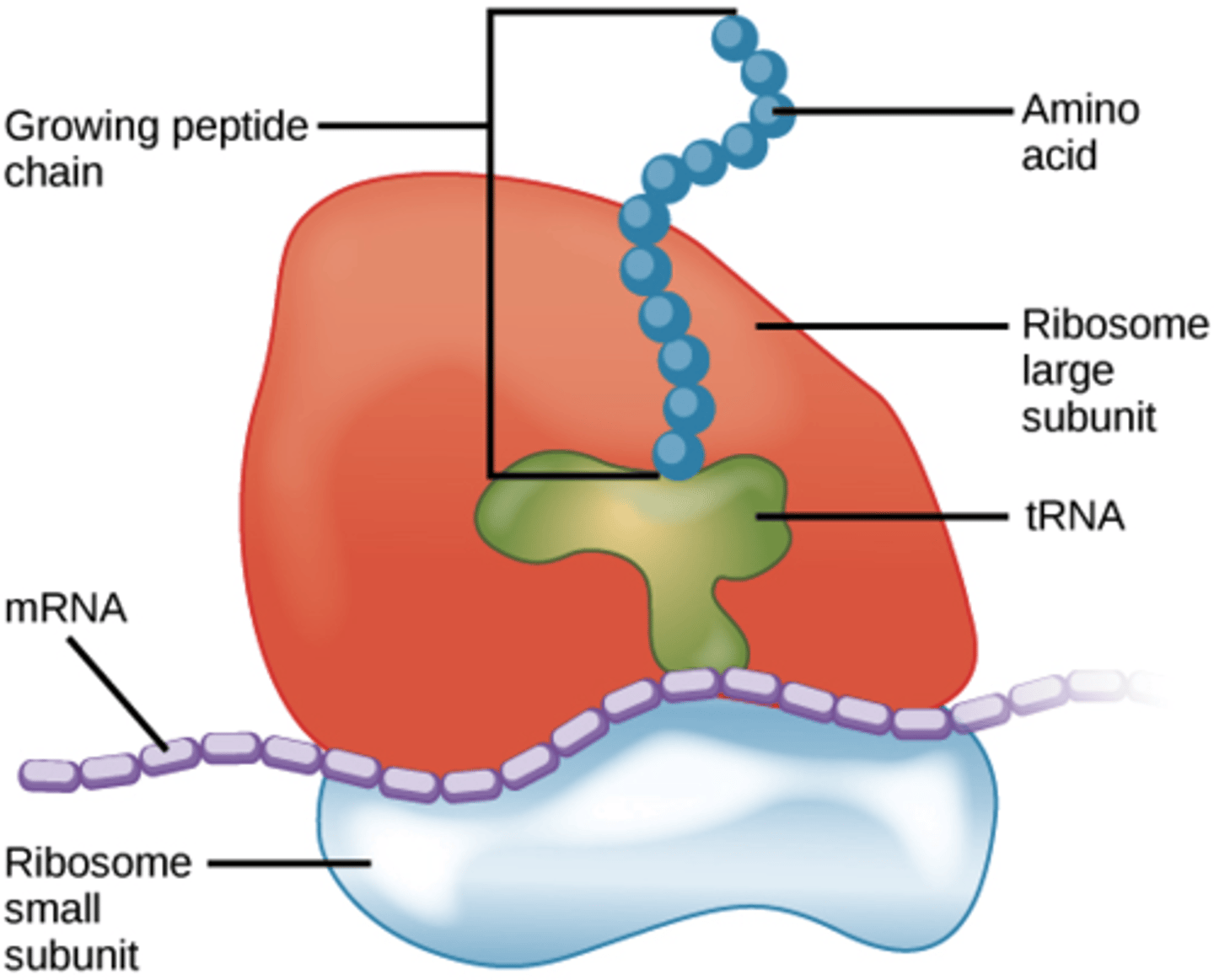 <p>Ribosomes read an mRNA template to produce a polypeptide.</p>