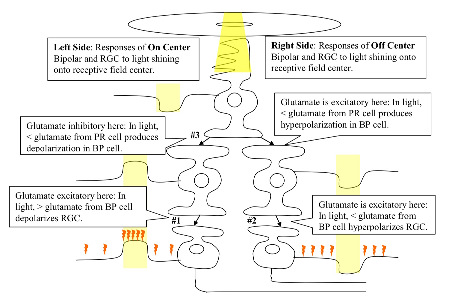 <ul><li><p>due to the difference in receptor type expressed by BP cells </p></li><li><p>receptor is expressed by the On Center BP cell which produces an IPSP in response to glutamate</p></li><li><p>The Off Center BP cell produces an EPSP to glutamate</p></li></ul><p></p>