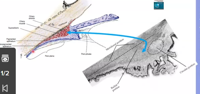 <p>light section on picture on right is stroma </p><p>black outline is pigmented epithelium </p><p>shaded area around black line is non pigmented epithelium </p>