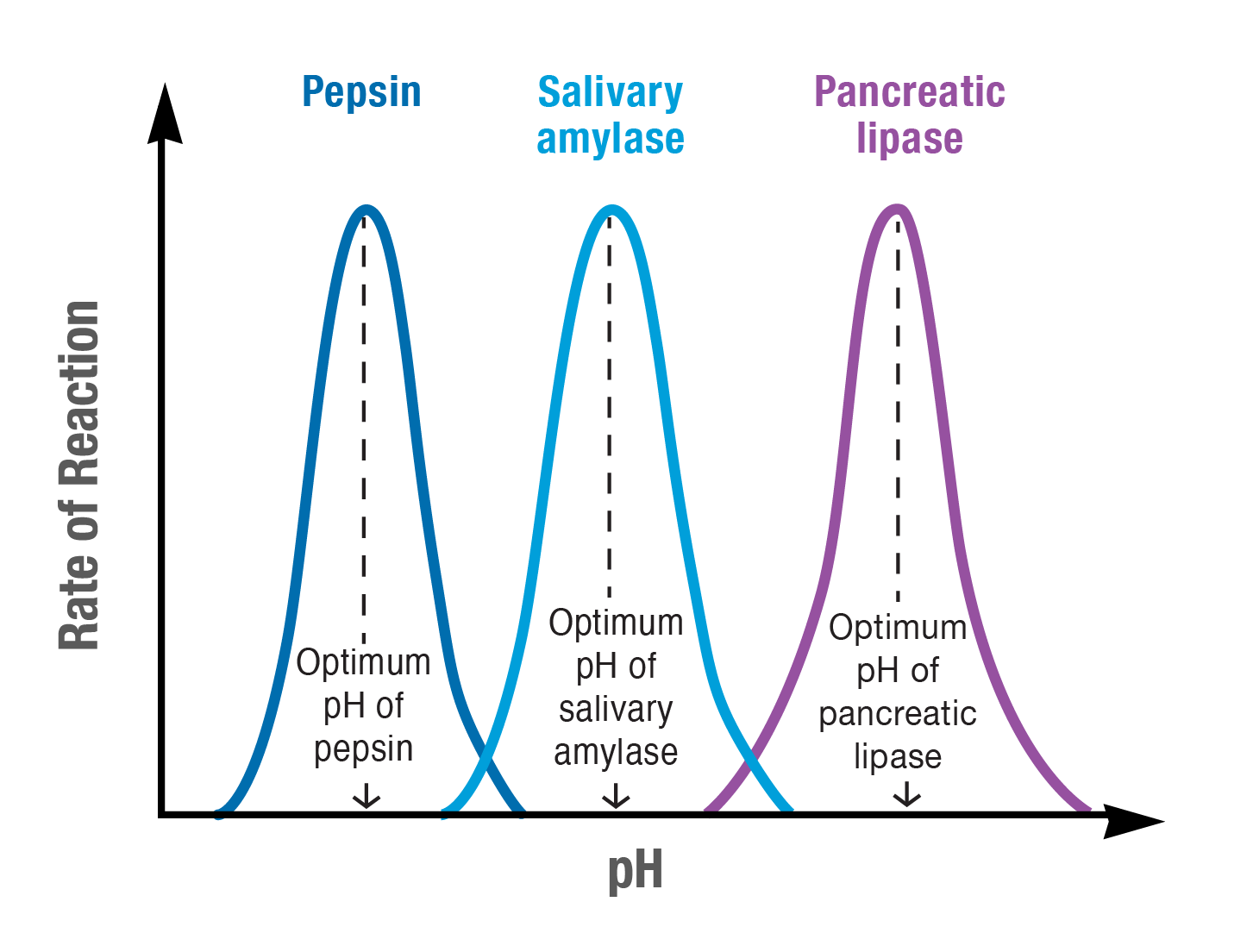 <ul><li><p>The hydrogen ions [H+] and hydroxide ions [OH-] interfere with the ionic bonds in the tertiary structure. This changes the shape of the active site.</p></li><li><p>Enzymes only work within a certain range of pH, too acidic or too alkali, then it won’t work - the enzyme will be denatured.</p></li><li><p>Different enzymes work at different optimal pHs.</p></li></ul>