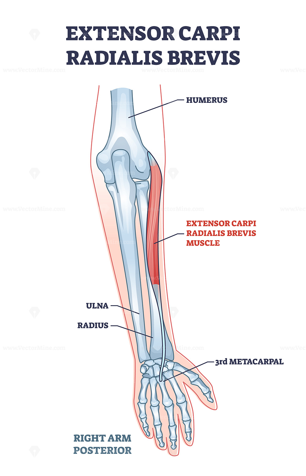 <p>Extensor carpi radialis brevus</p>