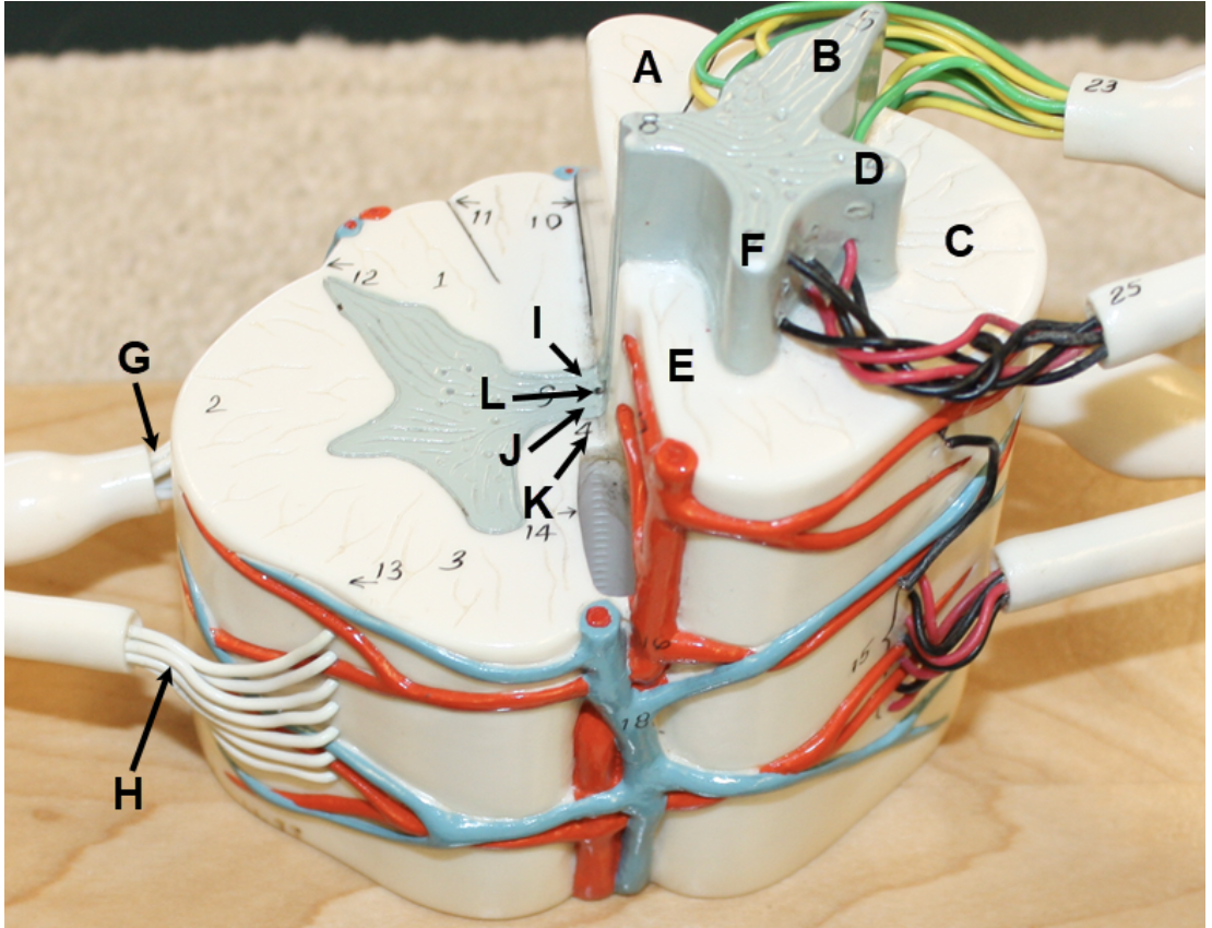 <p><span><span>In the image above, identify structures A-L. Question M: the cell bodies of what type of neurons are located in structure D? Question N: the cell bodies of what type of neurons are located in structure F? </span></span></p>