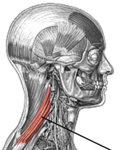 <p>Which muscle of the scapula is:</p><ul><li><p>Side of neck, attached to medial border of scapula</p></li><li><p>Action: elevation &amp; downward rot scapula</p></li><li><p>Nerve: dorsal scapular</p></li></ul><p></p>