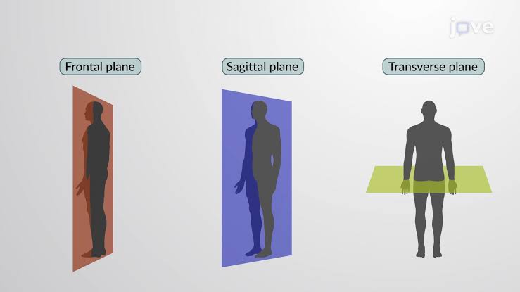<p>What is the definition of the<strong> tranverse plane?</strong></p>