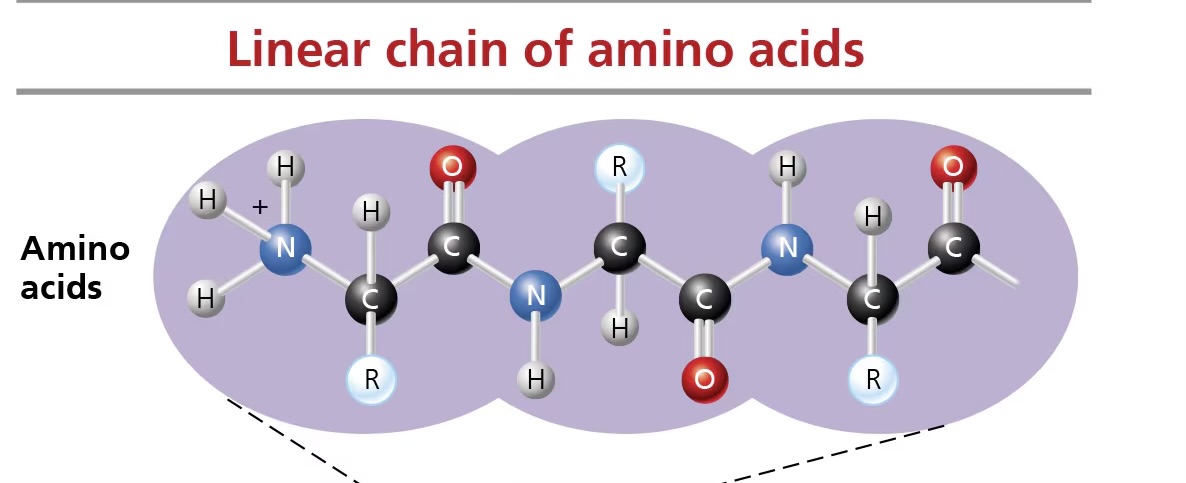 <p>unique sequence in which amino acids are joined</p>