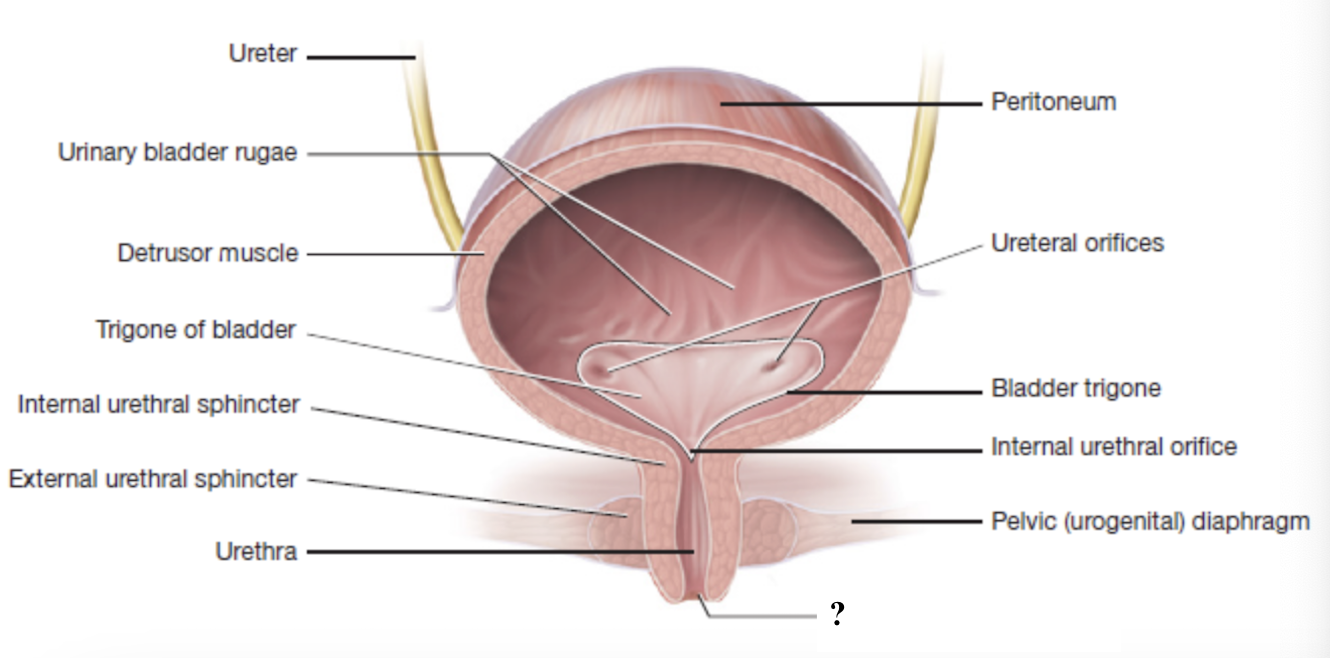 <p>urine passes through this during micturition (urination) when both sphincters relax </p>