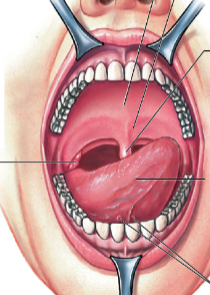 what is the function of the mouth? describe the parts it has.