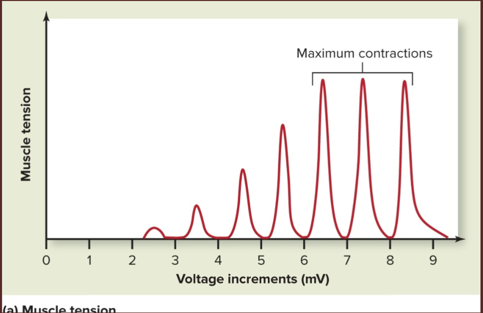 <p>-as voltage increases, more motor units are recruited to generate more contractile force</p><p>-smaller, slow-oxidative units recruited first, larger, fast glycolytic units recruited last</p><p>-eventually all motor units recruited, so muscles can’t contract any more = maximum contraction</p>