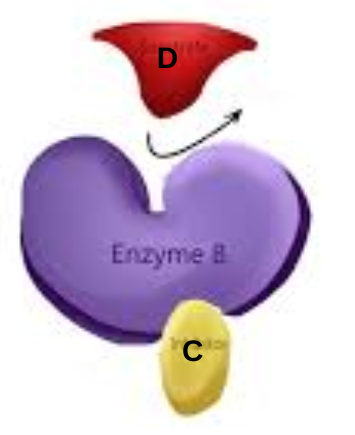 <p>changes the shape of the active site and reaction cannot occur</p>