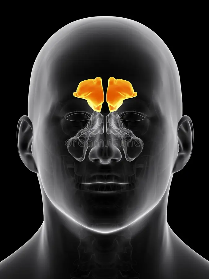 <p>What paranasal sinus is this? </p>