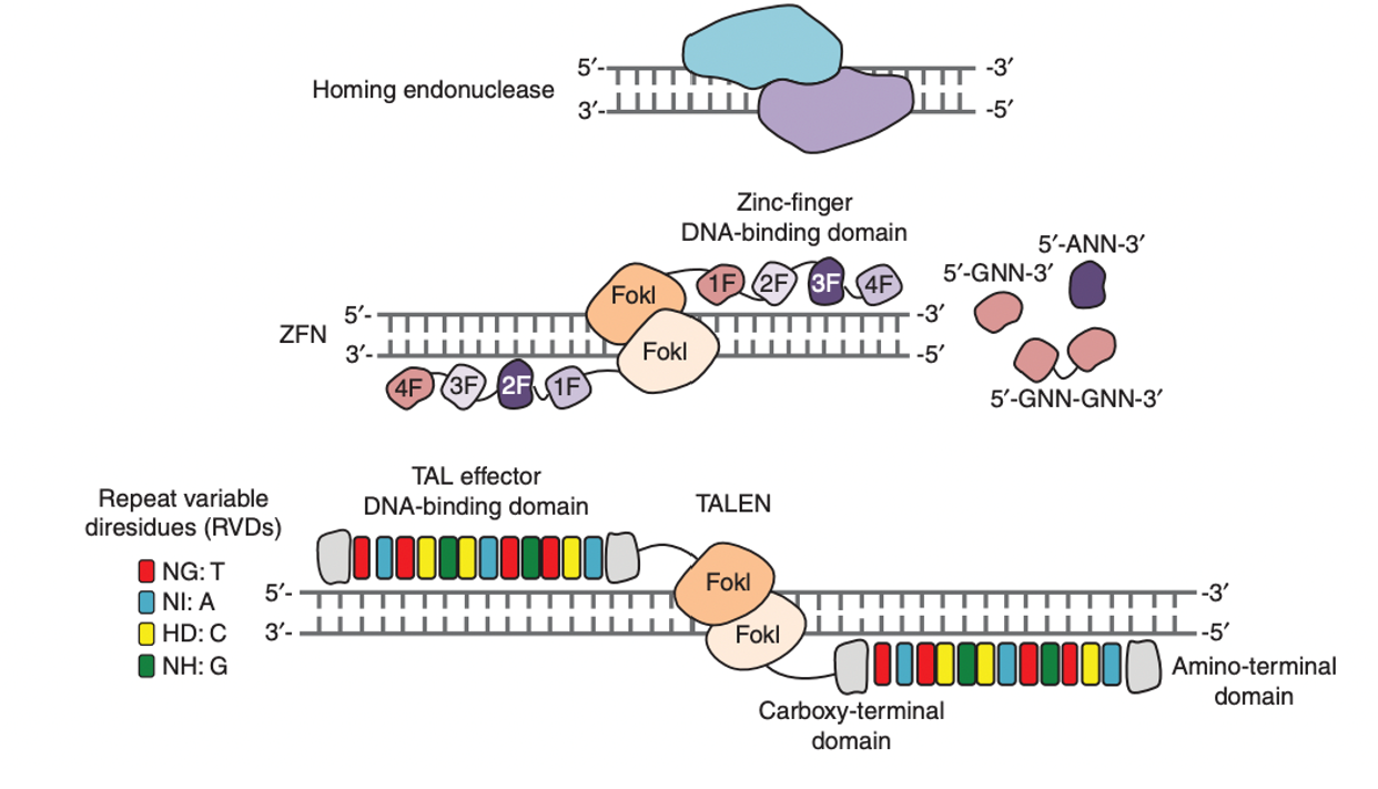 <p>Other Gene Editing Systems: </p><p><span>_________: Large sequence-specific endonucleases. Limited Flexibility.</span></p><p style="text-align: left"><span>________: Customizable DNA triplet sequence specific-proteins fused to the FokI cleavage domain. Moderate flexibility.</span></p><p style="text-align: left"><span>______: Customizable single nucleotide sequence-specific proteins fused to FokI cleavage domain. Good flexibility.</span></p>