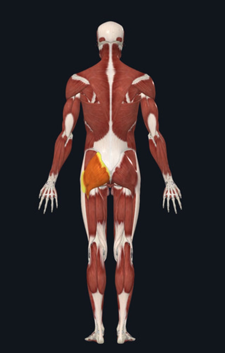 <ul><li><p><u>Origin:</u>&nbsp;Ilium</p></li><li><p><u>Insertion:</u>&nbsp;Femur</p></li><li><p><u>Action:</u>&nbsp;Hip abduction</p></li></ul><p></p>