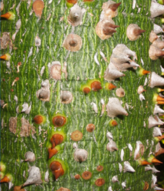 <p>Malvaceae. Native to South America.</p>