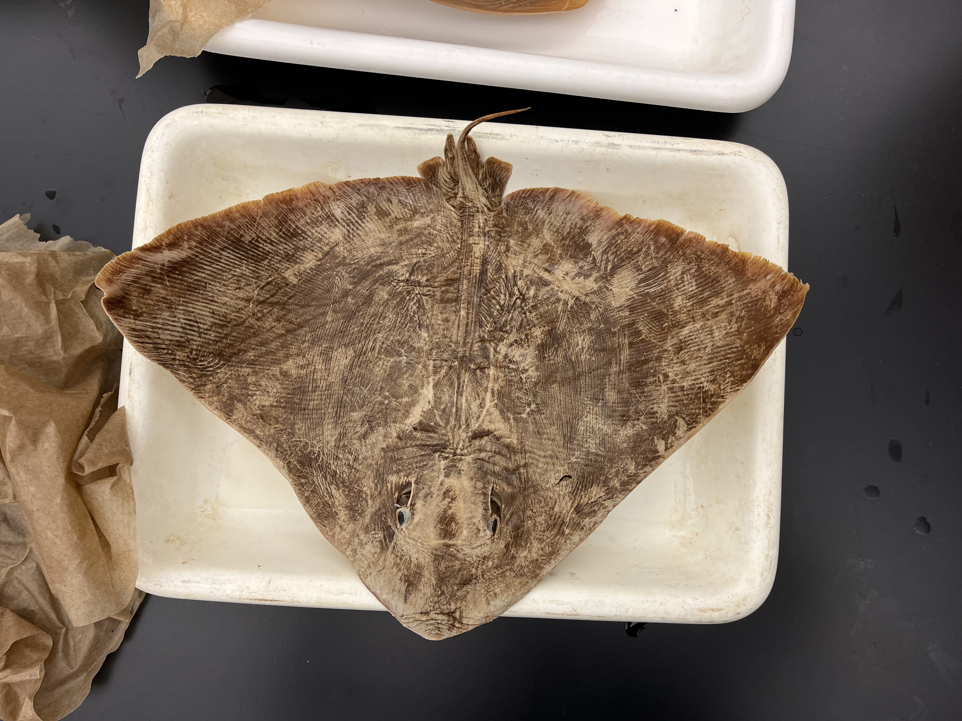 <p>Butterfly Rays</p>