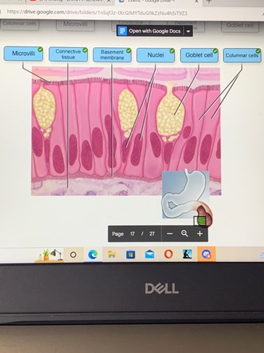 <p>Simple, columnar, epithelium</p>