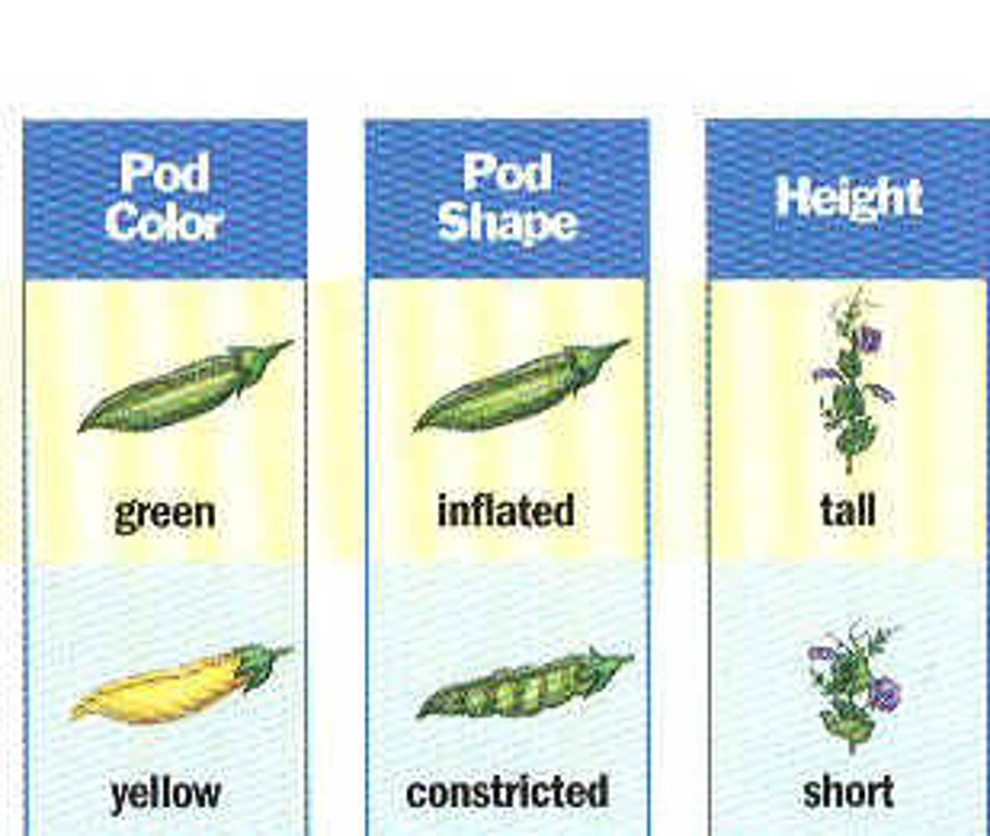 <p>A characteristic or feature of an organism, often determined by genes.</p>