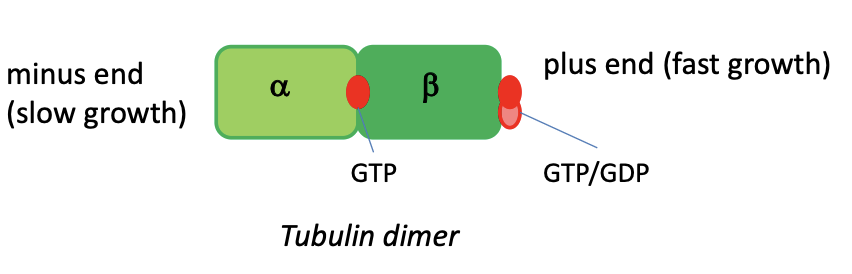 <p>alpha and beta tubular sub units involve GTP and GDP (like ATP-ADP) which act as energy converters driving the polymerisation</p>