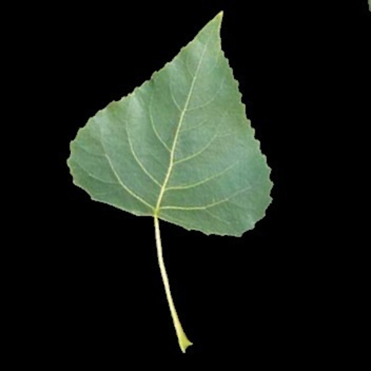 <p>triangular leaf shape</p>