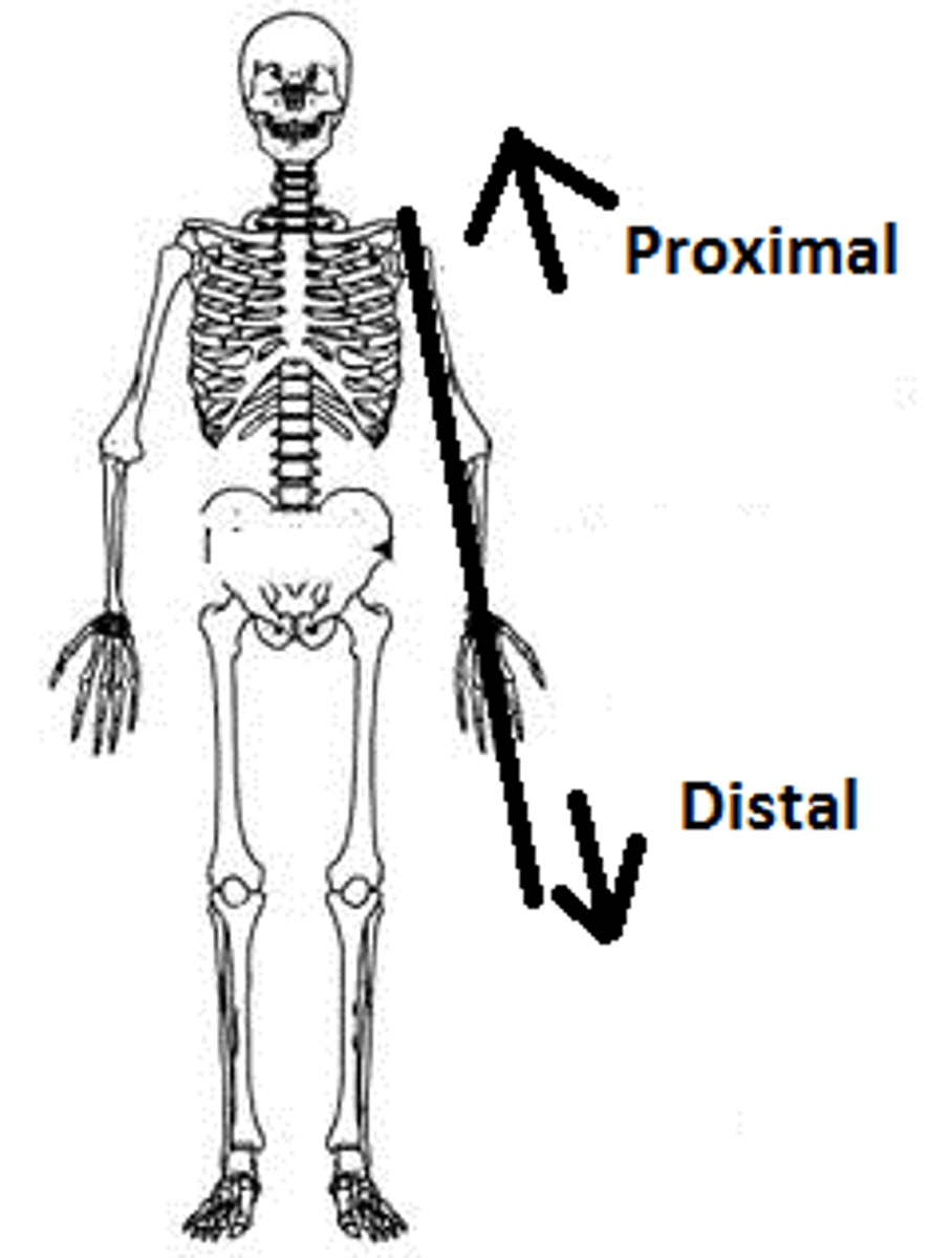 <p>proximal</p>