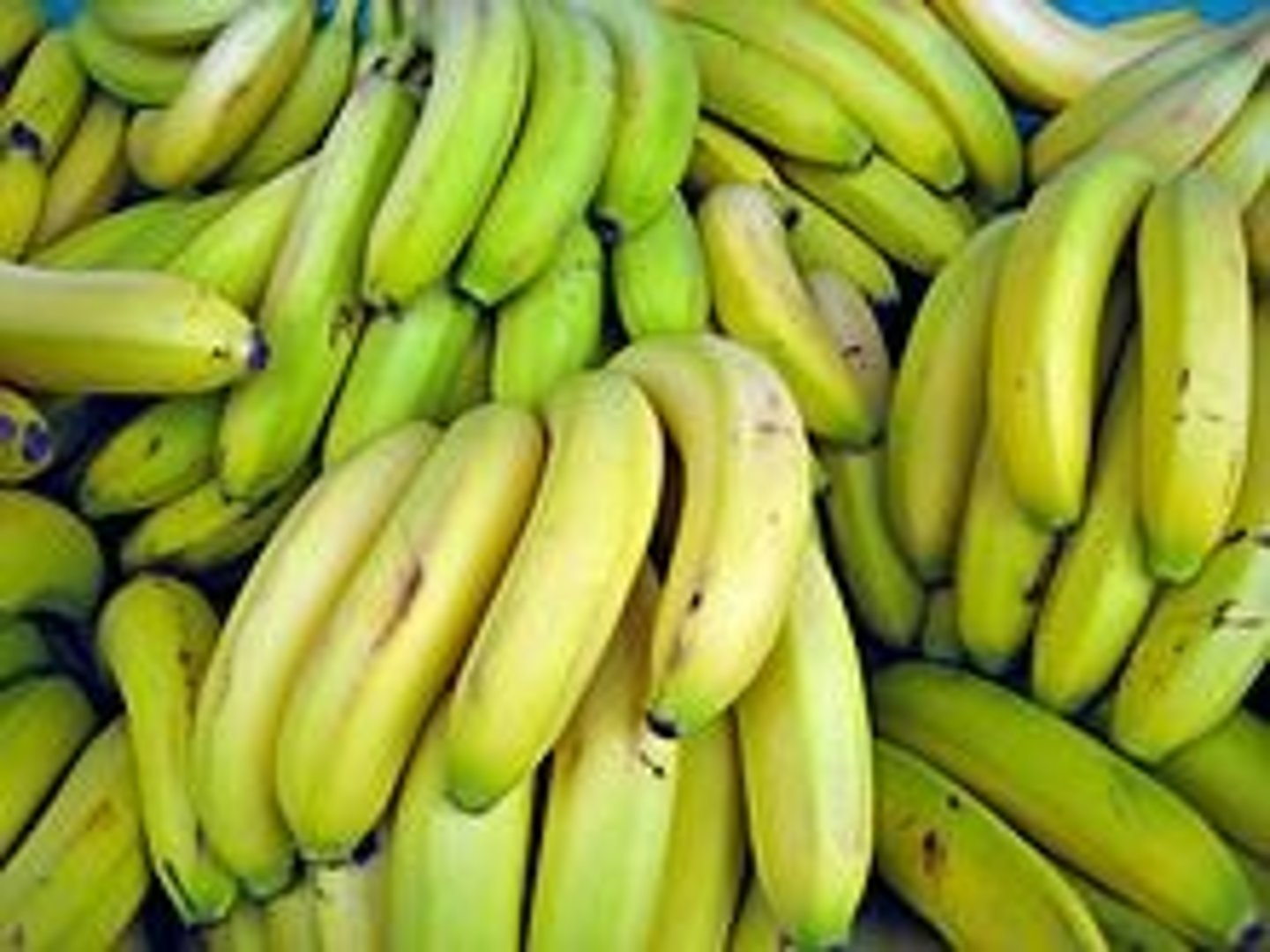 <p>the type/variety of banana that we eat today in 2025</p>