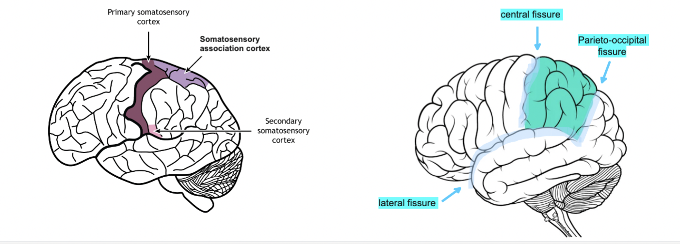 <ul><li><p><span style="color: rgb(255, 255, 255);"><span>It is surrounded by the parieto-occipital fissure, the Rolando fissure, and the Sylvian fissure.</span></span></p></li></ul><ul><li><p><span style="color: rgb(255, 255, 255);"><span>Its functions are mainly related to the processing and integration of somatosensory information, movement control, spatial orientation, and</span></span><span style="color: rgb(255, 255, 255);"><br></span><span style="color: rgb(255, 255, 255);"><span>calculation.</span></span></p></li><li><p><span style="color: rgb(255, 255, 255);"><span>It has primary, secondary, and tertiary or association somatosensory areas.</span></span></p></li></ul><p></p>