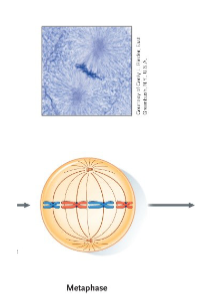 <p>Mitosis – Metaphase</p>