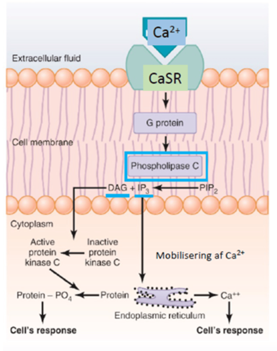 <p>De indeholder en CaSR der er en calcium sensing receptor. De er med til og registere den ekstracellulære koncentration af calcium.</p>