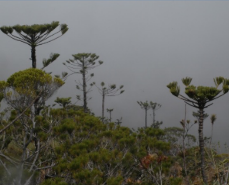 <p>Araucariaceae</p>
