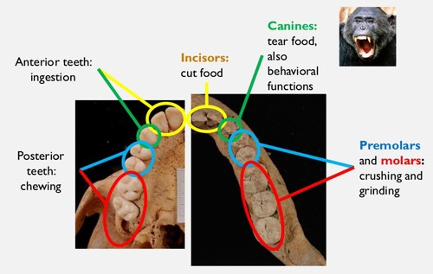 <p>Primates have a high degree of grasping ability in hands and feet, characterized by opposable thumbs and big toes.</p>