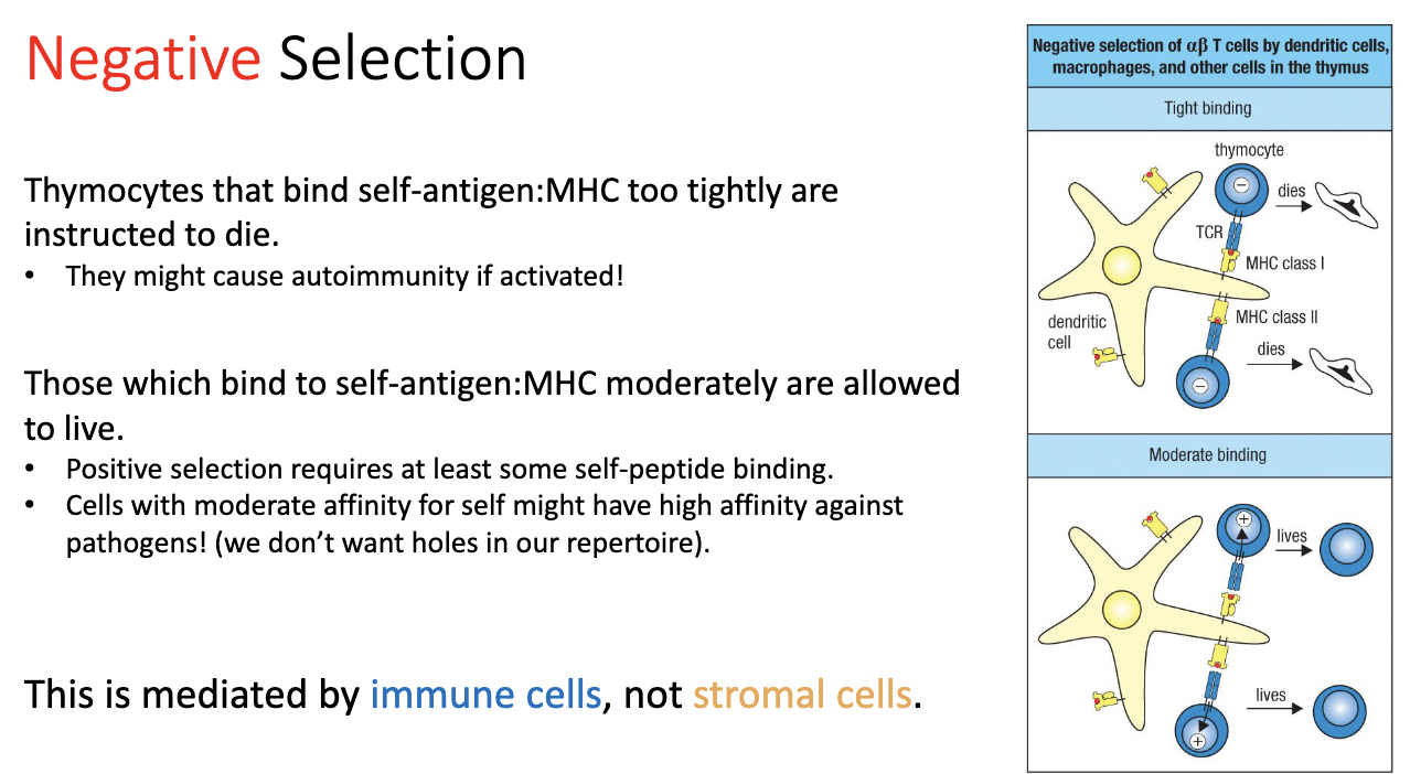 <ul><li><p><strong>Process:</strong></p><ul><li><p>T cells encounter self-peptides on MHC.</p></li><li><p><strong>Strong binding</strong> → cell receives a <strong>death signal</strong> → eliminated.</p></li><li><p><strong>Moderate binding</strong> → cell survives → allowed to continue (needed for proper positive selection).</p></li><li><p><strong>Weak/no binding</strong> → cell would not have survived positive selection anyway.</p></li></ul></li><li><p><strong>Reason for threshold:</strong></p><ul><li><p>Ensures T cells <strong>recognize self-MHC</strong> but do not strongly react to self-peptides.</p></li><li><p>Maintains <strong>self-tolerance</strong> while avoiding gaps that pathogens could exploit by mimicking self.</p></li></ul></li><li><p><strong>Mediators:</strong> immune cells, not stromal cells.</p></li></ul><p></p>