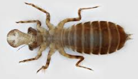 <p>what bug family is this</p>