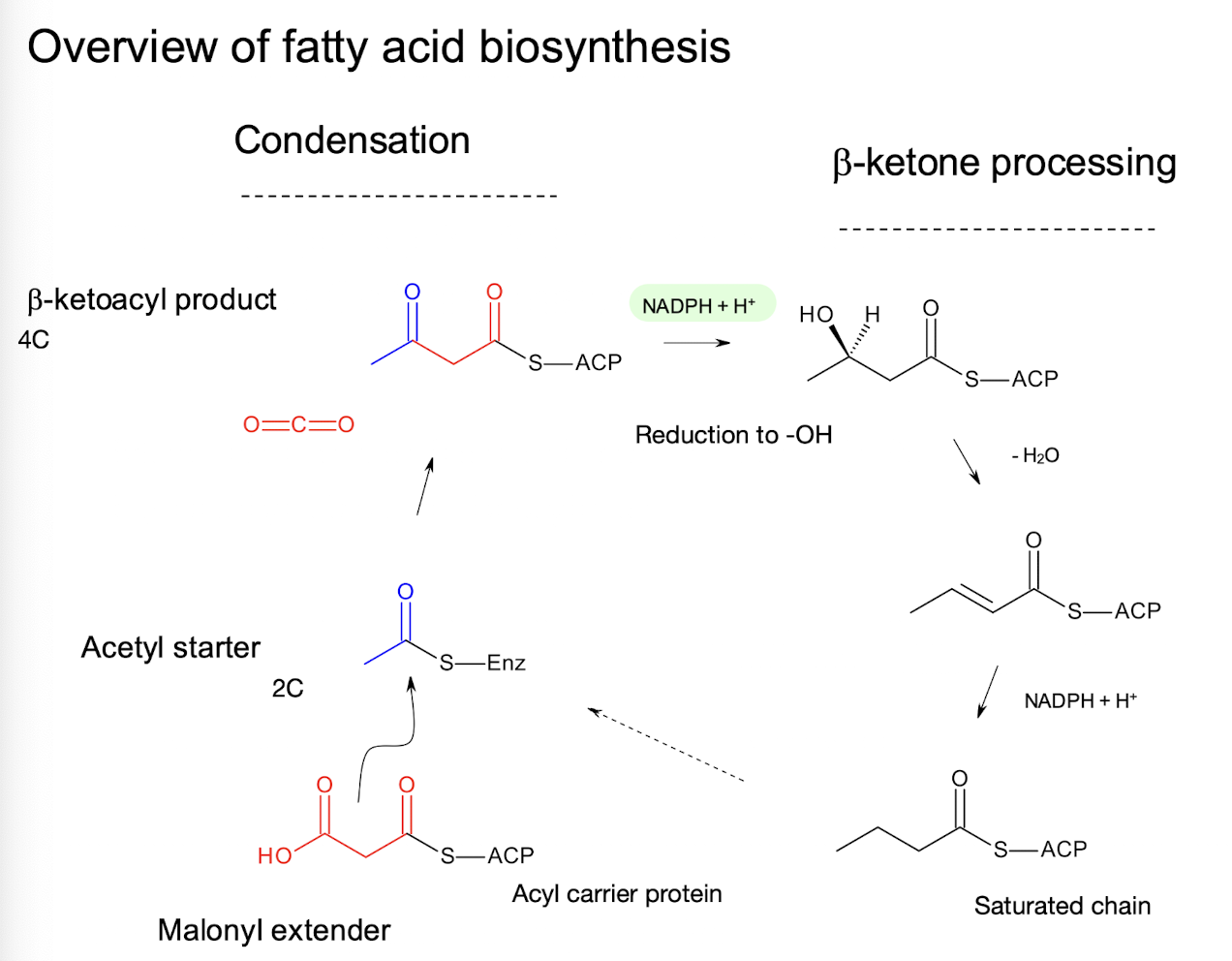 <p><strong>Acyl carrier protein (ACP).</strong></p>