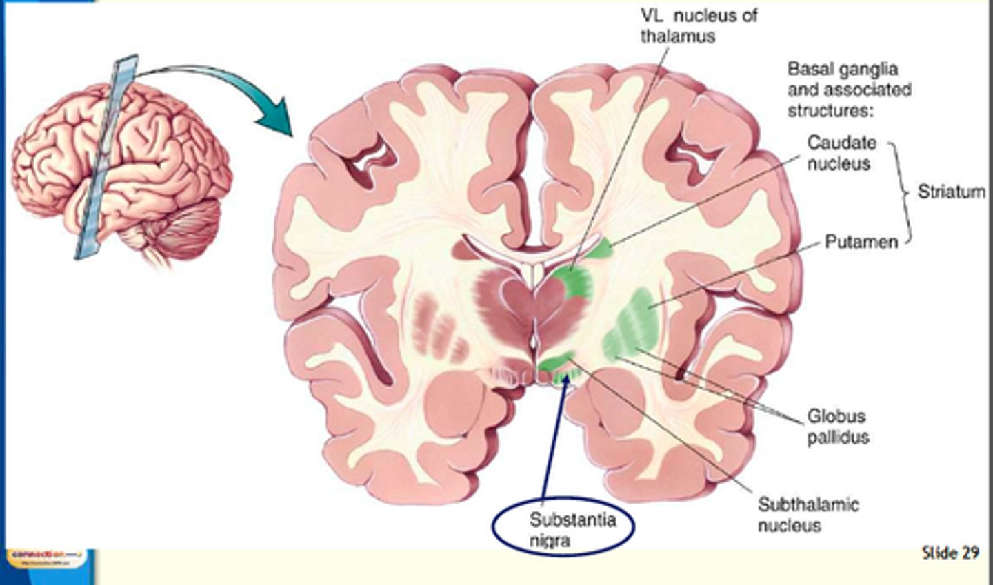 <p>Structures in the forebrain that help to control movement</p><p>Defects cause abnormal movement disorders, tremors, twitches</p>