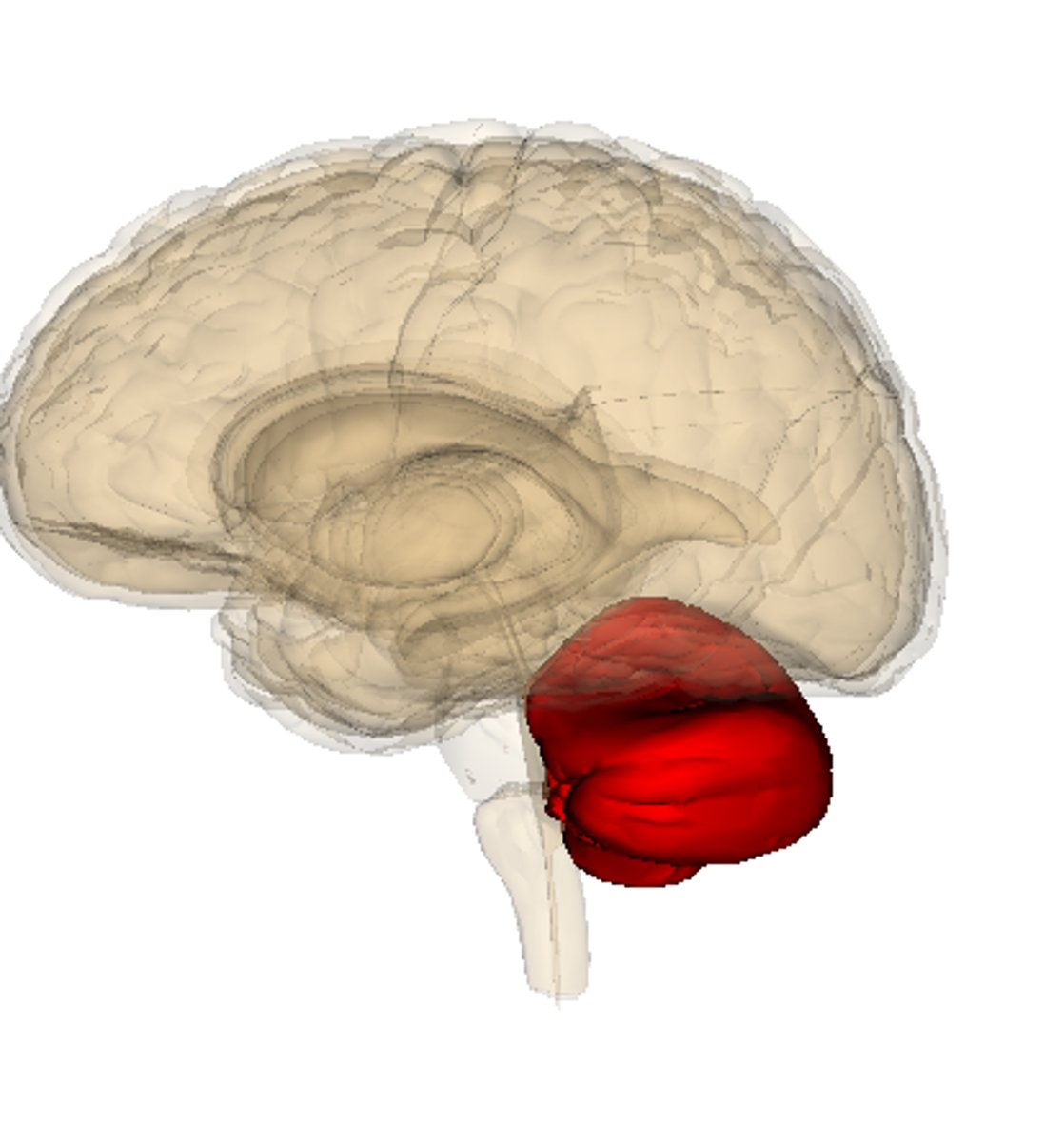<p>- Motor coordination and balance, motor learning, cognitive functions (even language)</p><p>- A person who has damage to the Cerebellum has trouble making precise reaching movements and walks with difficulty because the automatic patterning of movement routines has been lost</p>