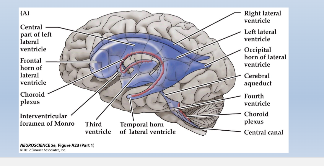 <ul><li><p>The Ventricular system is a series of interconnected, fluid-filled spaces within the core of the CNS (brain and spinal cord)</p></li></ul><p></p>