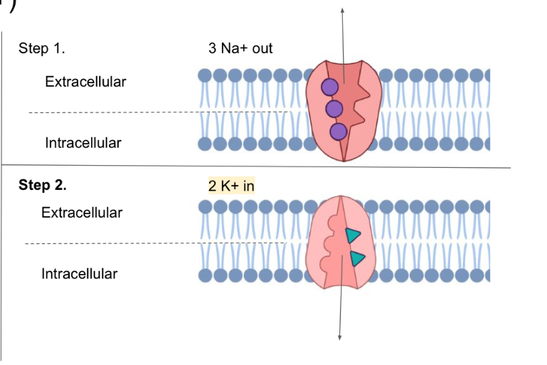 <p>The sodium potassium pumps push …</p>